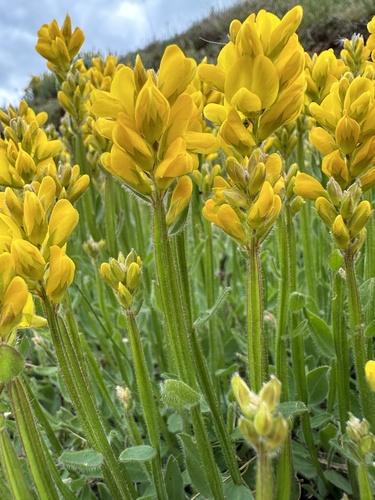 Genista sagittalis