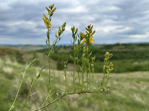 Genista tinctoria (Dyer's greenweed) — photo