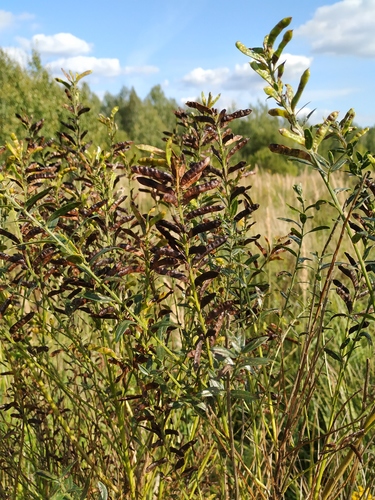 Genista tinctoria (Dyer's greenweed) — photo
