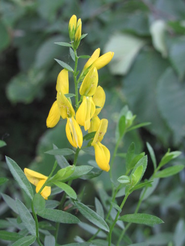 Genista tinctoria