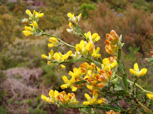 Genista tridentata — photo