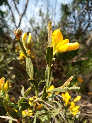 Genista tridentata — photo