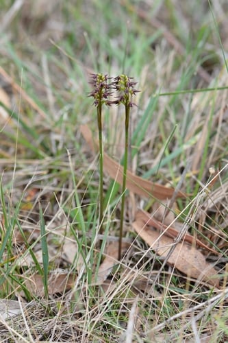 Genoplesium archeri (Variable midge orchid) — photo