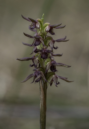 Genoplesium archeri (Variable midge orchid) — photo