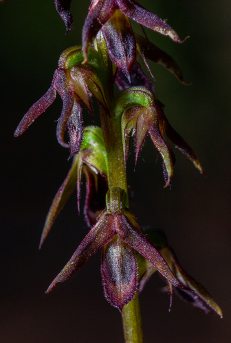Genoplesium filiforme (Glandular midge orchid) — photo