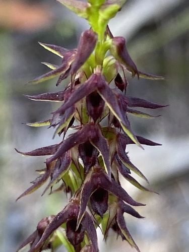 Genoplesium filiforme (Glandular midge orchid) — photo