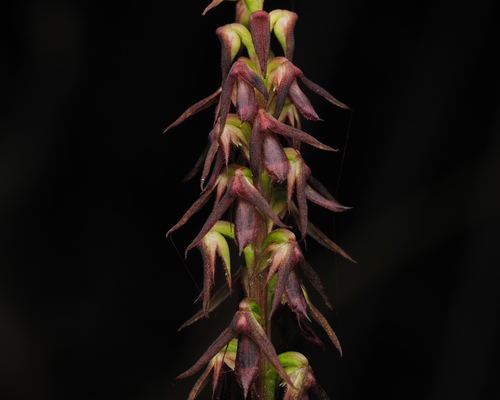 Genoplesium filiforme