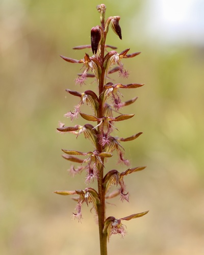 Genoplesium fimbriatum (Fringed midge orchid) — photo