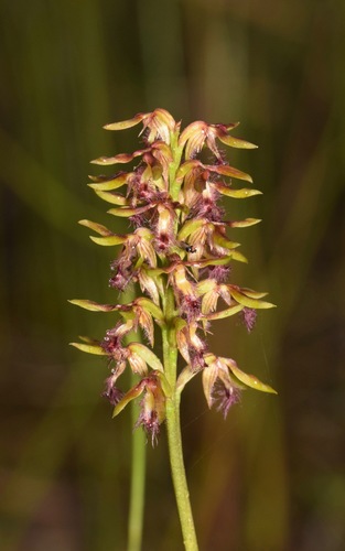 Genoplesium fimbriatum (Fringed midge orchid) — photo