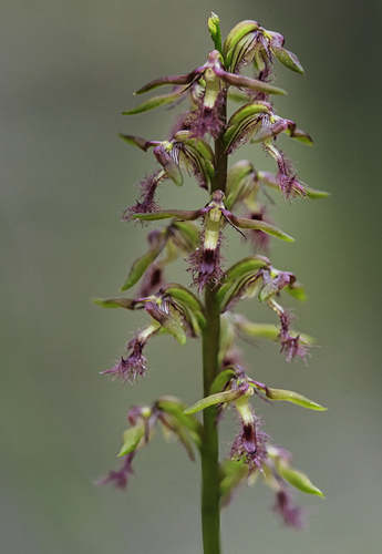 Genoplesium fimbriatum