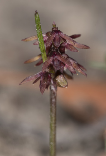 Genoplesium nudiscapum (Dense midge orchid) — photo