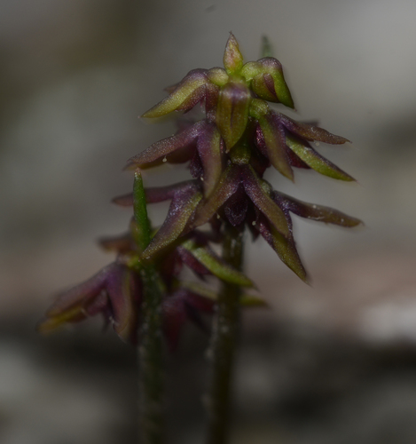 Genoplesium nudiscapum (Dense midge orchid) — photo