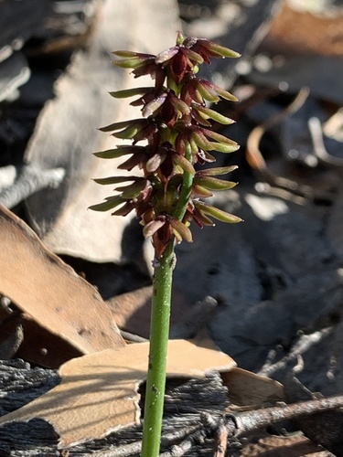 Genoplesium nudiscapum