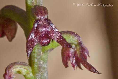 Genoplesium nudum (Tiny midge orchid) — photo