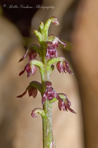 Genoplesium nudum (Tiny midge orchid) — photo
