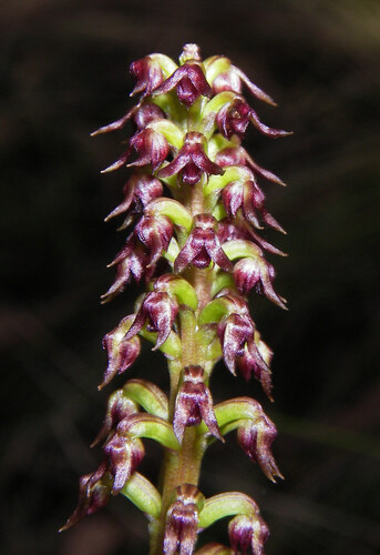 Genoplesium nudum