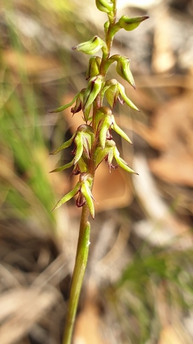 Genoplesium rufum (Red midge orchid) — photo