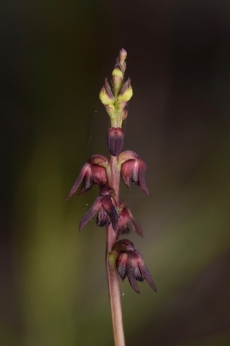 Genoplesium rufum