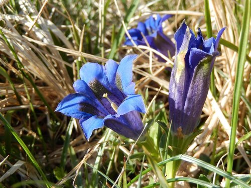 Gentiana acaulis (Trumpet gentian) — photo