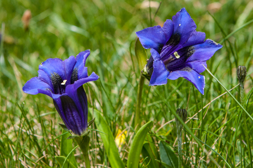 Gentiana acaulis (Trumpet gentian) — photo