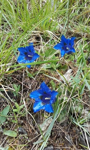 Gentiana acaulis