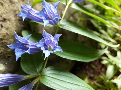 Gentiana asclepiadea (Willow gentian) — photo