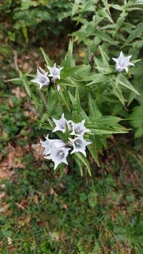 Gentiana asclepiadea (Willow gentian) — photo