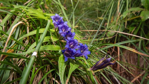 Gentiana asclepiadea