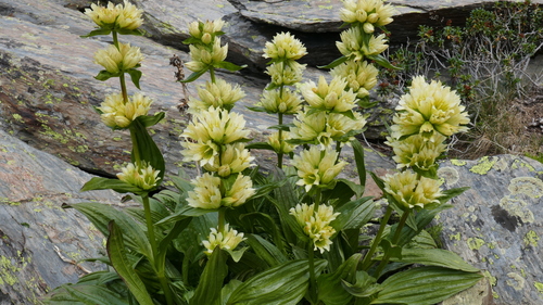 Gentiana burseri var. villarsii (Large-leafed gentian) — photo