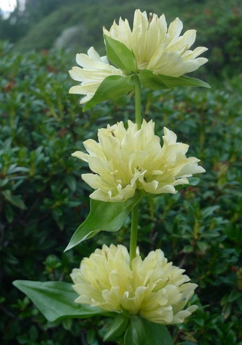 Gentiana burseri var. villarsii