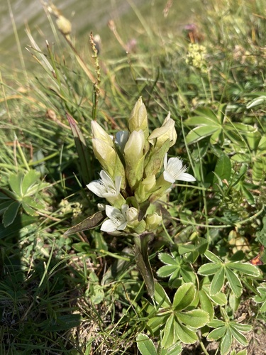 Gentiana campestris (Gentian) — photo