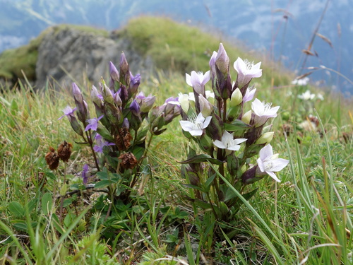 Gentiana campestris (Gentian) — photo