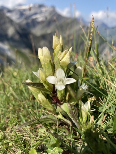 Gentiana campestris