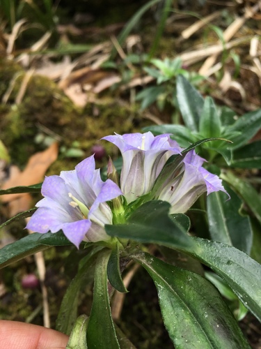 Gentiana cephalantha — photo