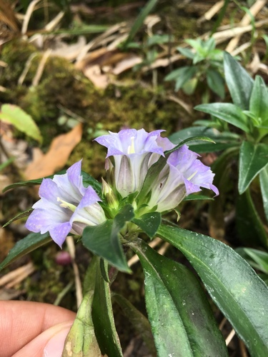 Gentiana cephalantha