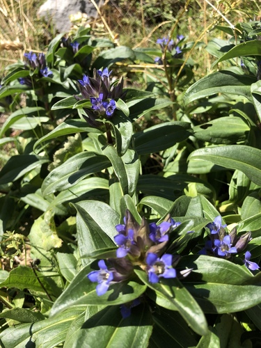 Gentiana cruciata (Cross gentian) — photo