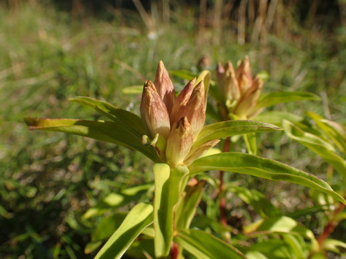 Gentiana cruciata (Cross gentian) — photo
