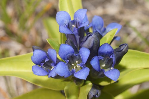 Gentiana cruciata