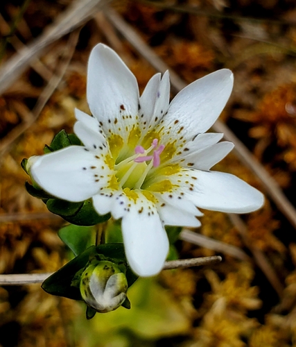 Gentiana douglasiana (Swamp gentian) — photo