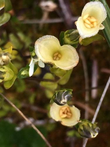 Gentiana douglasiana (Swamp gentian) — photo