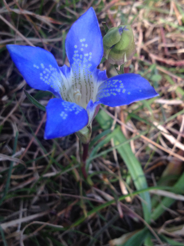 Gentiana kurroo (Indian gentian) — photo