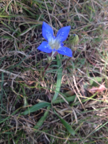 Gentiana kurroo (Indian gentian) — photo