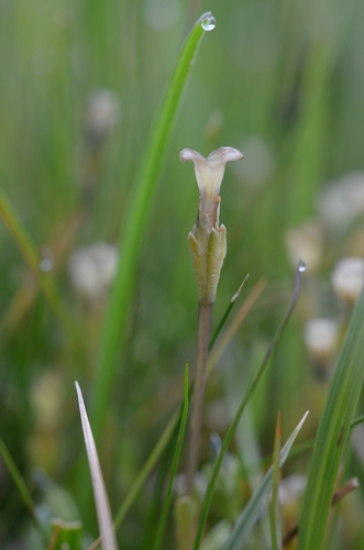 Gentiana leucomelaena (Sakir) — photo