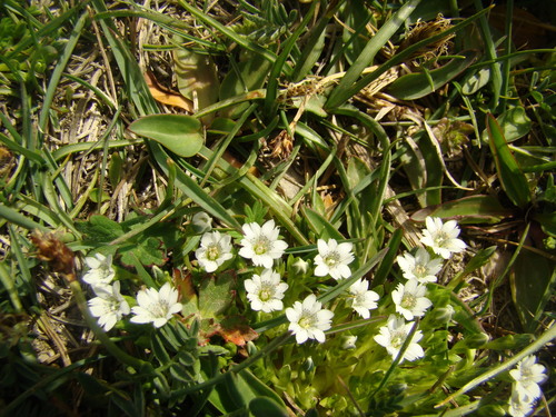 Gentiana leucomelaena