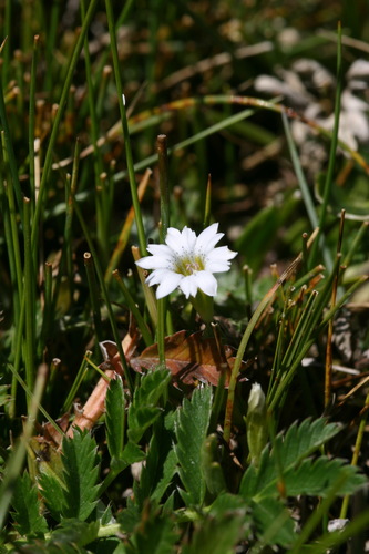 Gentiana leucomelaena (Sakir) — photo