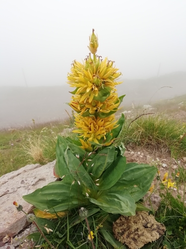 Gentiana lutea (Bitterwort) — photo