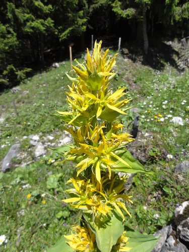 Gentiana lutea (Bitterwort) — photo