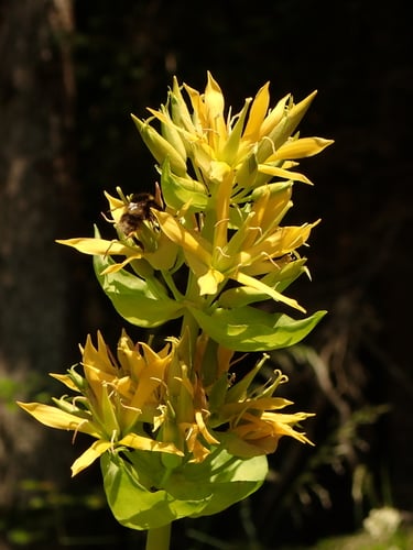 Gentiana lutea