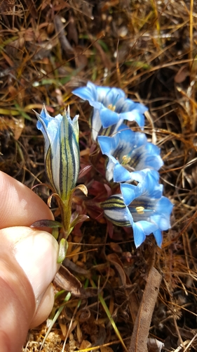 Gentiana ornata — photo