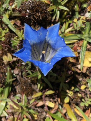 Gentiana ornata — photo